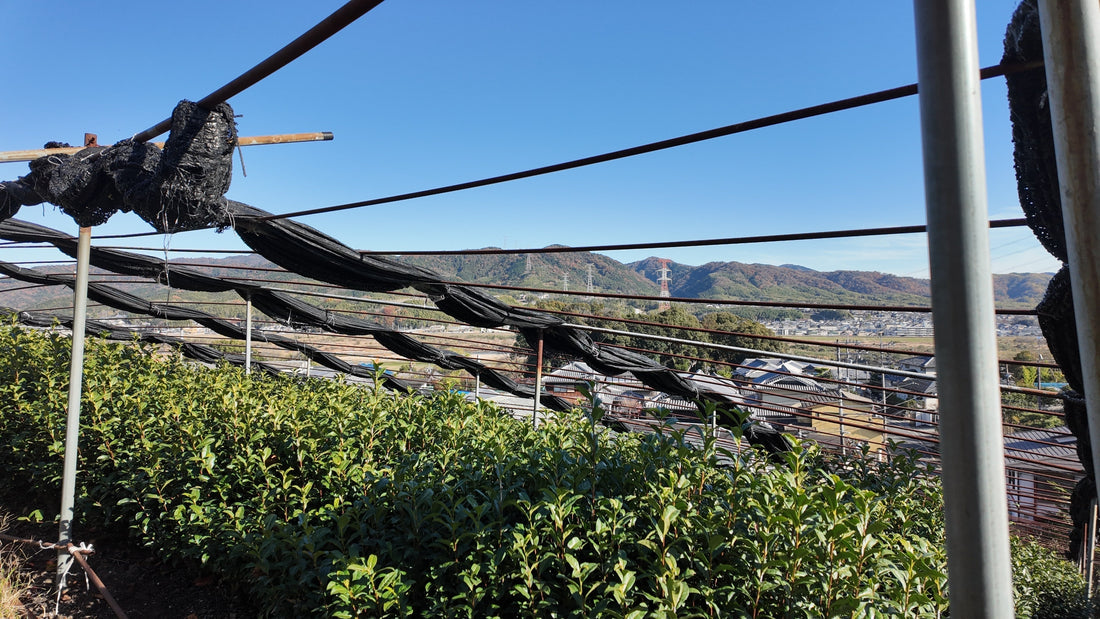 Okumidori Matcha – First Harvest from Uji, Kyoto