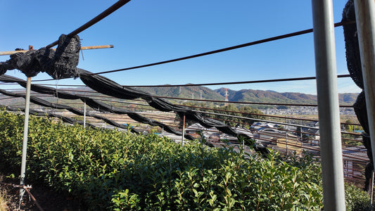 Okumidori Matcha – First Harvest from Uji, Kyoto